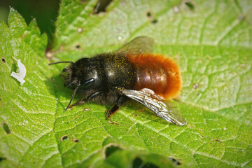 Closeup of the female of the horned orchard mason bee, Osmia cornuta in the garden