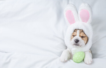 Beagle puppy wearing easter rabbits ears sleeps with painted egg on a bed under warm white blanket at home