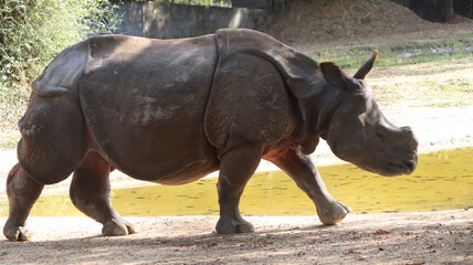 Naklejka premium indian rhinoceros walks. with blurred background