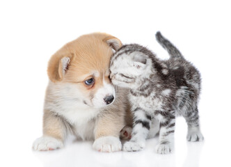 Cute Pembroke welsh corgi puppy and tender kitten stand together. isolated on white background