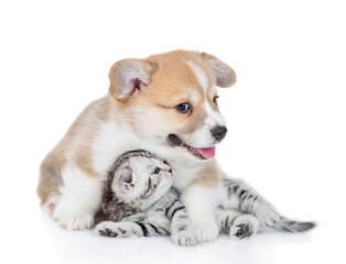 Lovely Pembroke welsh corgi puppy embraces tiny kitten. isolated on white background