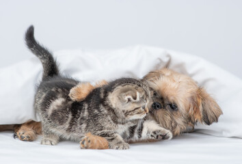 Playful Brussels Griffon puppy hugs tiny kitten under warm blanket on a bed at home