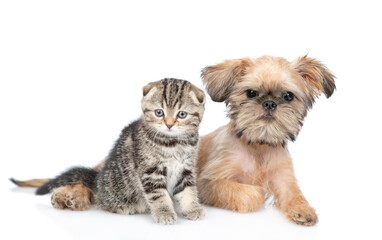 Brussels Griffon puppy and scottish fold kitten look at camera together. Isolated on white background