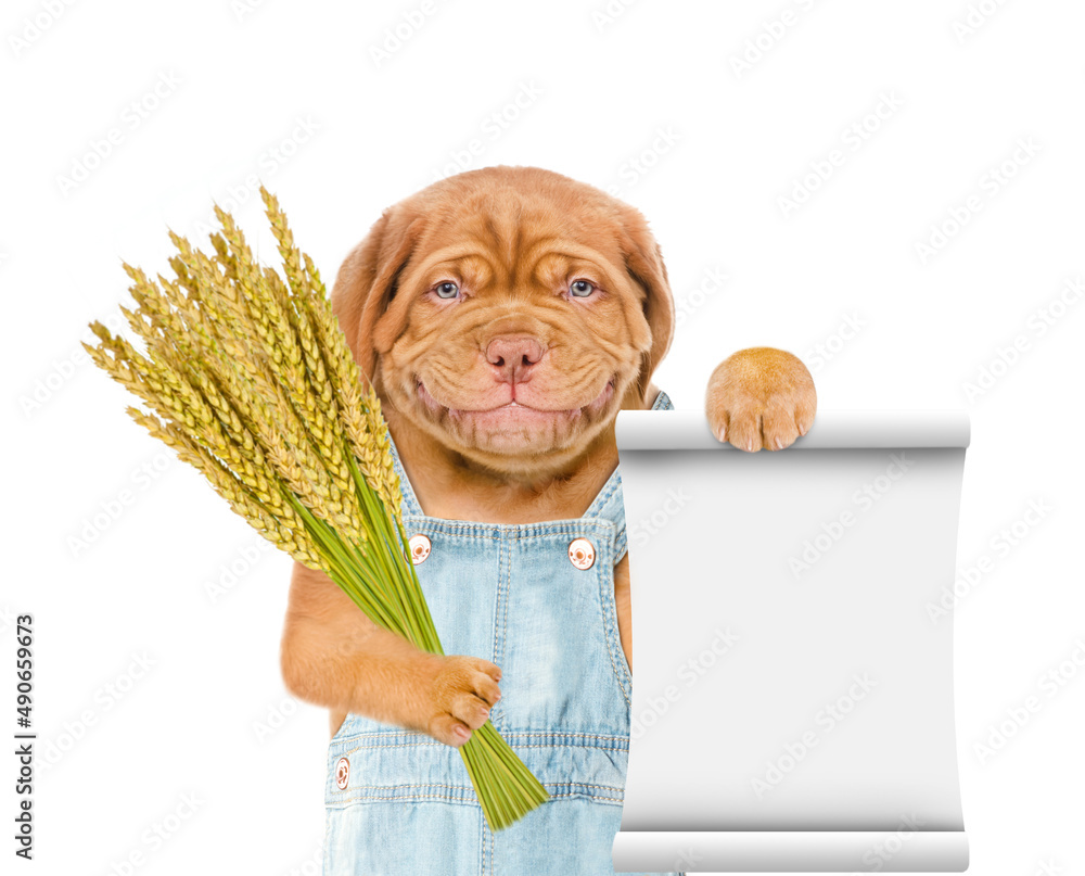 Poster Smiling puppy farmer holding a bunch of wheat and showing empty list. Isolated on white background