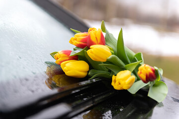 red yellow tulips in rain on windshield of car as a gift and declaration of love