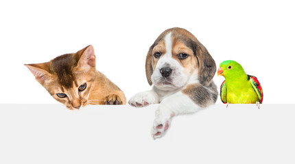 Group of pets  - parrot,cat and dog  look over empty white banner. isolated on white background. Empty space for text