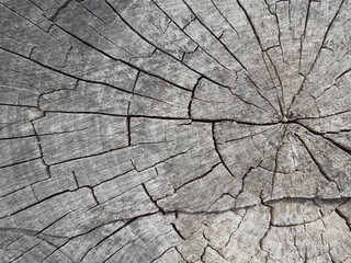 The age of the trees and the influence of time on the trees can be seen on the old-fashioned fortress, photo can be used as a background for different design solutions.