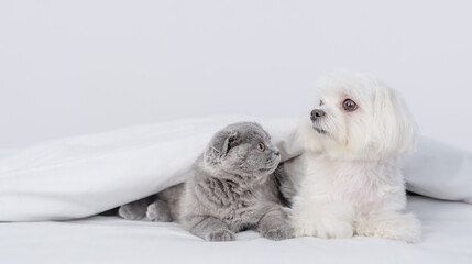White Maltese dog and young kitten lying together under warm blanket on a bed at home. Empty space for text