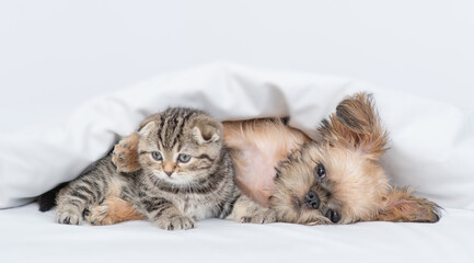 Cozy Brussels Griffon puppy hugs tiny kitten under warm blanket on a bed at home