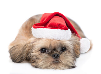 Sad Brussels Griffon puppy wearing red santa hat lying on looking at camera. Isolated on white background