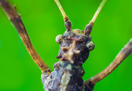 Brown stick bug, walking insect, phasmatodea macro photo of animal head from top with blured background