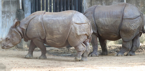 Naklejka premium two indian rhinoceros stands. with blurred background