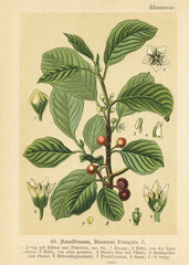 Original antique botanical chromolithograph of Rhamnus frangula, was published by Verlag von Fr....