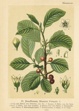 Original antique botanical chromolithograph of Rhamnus frangula, was published by Verlag von Fr. Eugen Kohler, 1895. Copyright has expired 