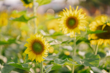 sunflower field