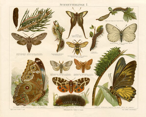 Original antique chromolithograph of butterflies, moths and caterpillars from the bookrelease is...