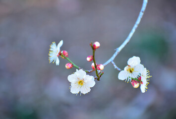 梅の花