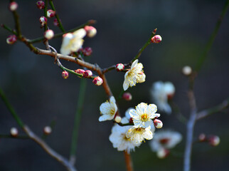 梅の花