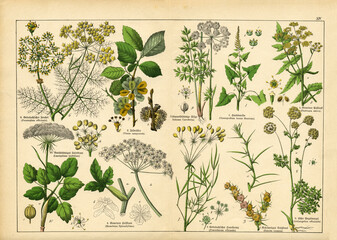 A sheet of antique botanical lithography of the 1890s-1900s with images of plants. Copyright has...