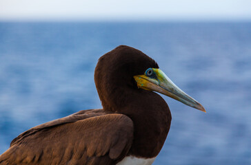 Portrait of a brown booby bird (Sula leucogaster) sitting on a ship in the ocean, close-up.