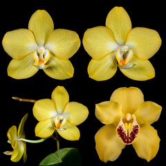 Fototapeta na wymiar Several flowers yellow orchid isolated on black background. Full depth of field. With clipping path
