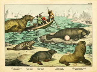 A sheet of antique chromo-lithograph with walruses, seals, sea lions, Kirby's Natural History,...