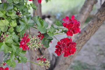 Flowers for the garden. Beautiful garden flowers in pots. Cache-pot with flowers.