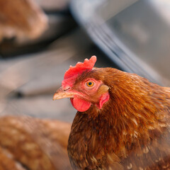 Portrait of a domestic chicken of red color. Selective focus