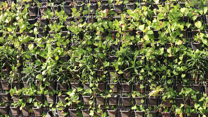 Green plant growing on the wall