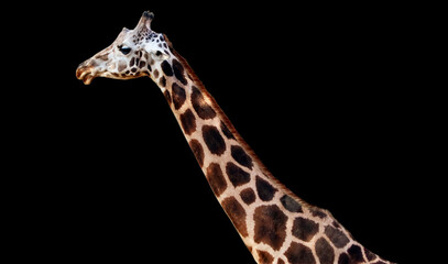 giraffe neck and head. with black background