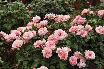 Blooming rose flowers. Roses in the garden. 