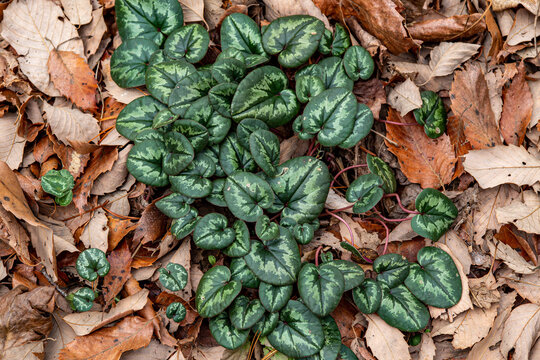 Leaves of the original cyclamen that bloom in the forest.