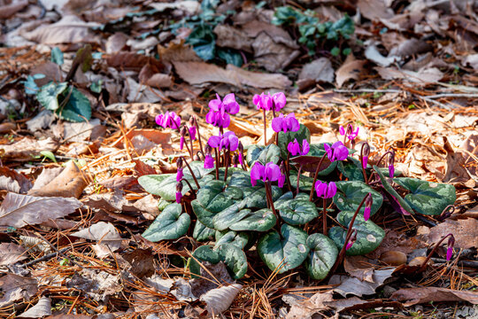 The original cyclamen flower that blooms in the forest.