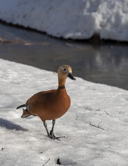 Duck ogar on white snow on a winter day. - obrazy, fototapety, plakaty