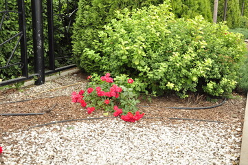 Blooming rose flowers. Roses in the garden. 