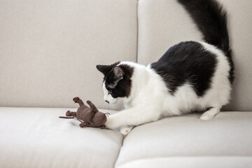 Cat playing with toy on sofa