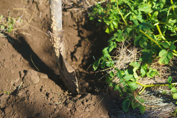 Daily life of rural farmers. Digging potatoes in garden. Countryside life.