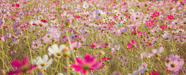 Obraz na płótnie Canvas The cosmos flowers that herald autumn have bloomed