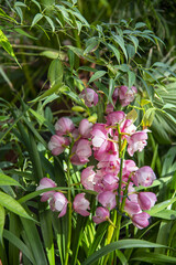 Delicate pink varietal orchid on a background of green foliage.