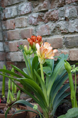  clivia in a ceramic pot on the background of a brick wall.