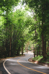 Wild Himalayan Cherry. Pink flowers blooming on Tree