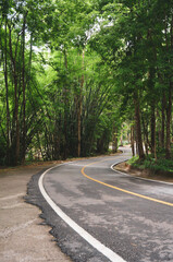 Fototapeta premium Wild Himalayan Cherry. Pink flowers blooming on Tree