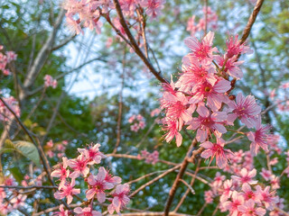 Wild Himalayan Cherry. Pink flowers blooming on Tree