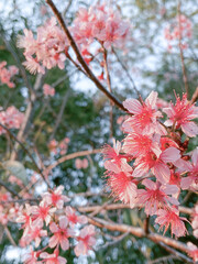 Wild Himalayan Cherry. Pink flowers blooming on Tree