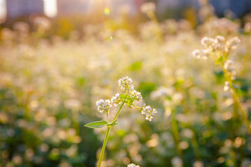 
White buckwheat flowers bloomed in the field