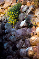 Flowers grow among the rocks