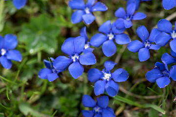 Closeup Spring gentian (Gentiana verna)