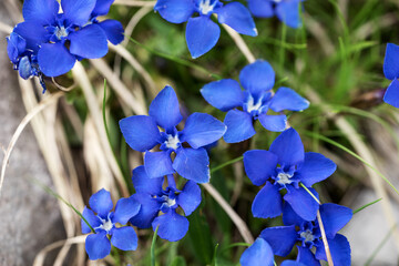 Closeup Spring gentian (Gentiana verna)
