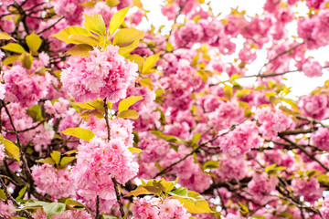 pink bunches of sakura flowers on a tree in spring. flowers background.