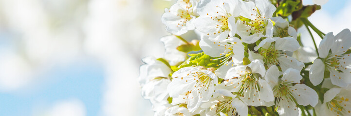 white little apple flowers bloom on spring trees. background place for text.